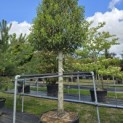 Prunus Lusitanica angustifolia - 2