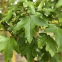 Acer campestre - 2
