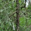 Pyrus salicifolia 'Pendula' - Afbeelding 4