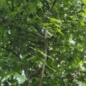 Liquidambar styraciflua - 3