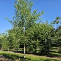 Morus Nigra - Foto 7