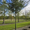 Prunus 'Accolade' - 5