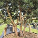 Pinus sylvestris 'Watereri' - 6