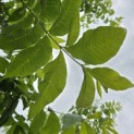 Carya illinoinensis - 7