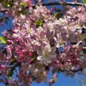 Malus floribunda - 7