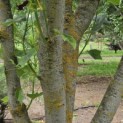 Liriodendron tulipifera 'Aureomarginatum' - 3