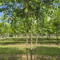 Betula nigra - 2