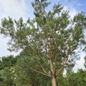 Pinus sylvestris - 7