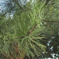 Pinus Pinaster - Foto 2