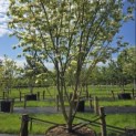 Cornus 'Norman Hadden' - 3