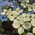 Cornus 'Norman Hadden' - 4