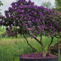 Rhododendron 'Lee's Dark Purple' - Foto 2