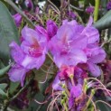 Rhododendron 'Lee's Dark Purple' - Foto 3
