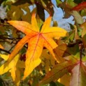 #2865 Liquidambar styraciflua 'Palo Alto' Amberbaum