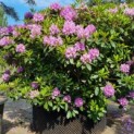 substrat rhododendron Rhododendron 'Bellini' Sanftgelb kaufen main image 0