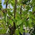 Prunus avium 'Sunburst' - 2