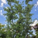 Quercus ilex - 8