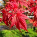 #666 Acer palmatum 'Atropurpureum' Japanischer Ahorn