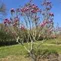 Magnolia 'Susan' - 2
