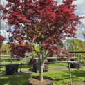 Acer palmatum 'Bloodgood' - 2