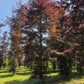 Fagus sylvatica 'Atropunicea' - Foto 1