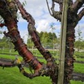 Prunus serrula - 3
