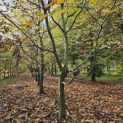 Carpinus betulus - 4