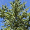 Cedrus deodara - 1