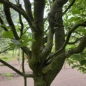 Carpinus betulus 'Frans Fontaine'   (Fastigiata) - 1