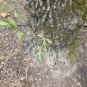 Salix Alba - Foto 1