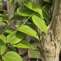 Heptacodium miconioides - 7