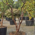 Acer griseum - 2