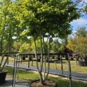 Parrotia persica - 3