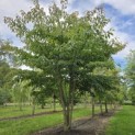 Cornus controversa - 1