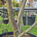 Alnus x spaethii 'Spaeth' - Foto 2