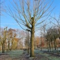 Pterocarya Stenoptera - 4
