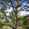 Pinus sylvestris - 8