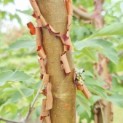 Acer griseum - Foto 4
