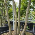 Quercus ilex - 5