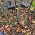 Amelanchier lamarckii - Foto 3