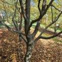Carpinus betulus - 3