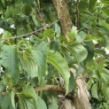 Heptacodium miconioides - Foto 5