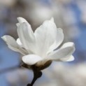 Magnolia kobus