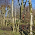 Platanus x Hispanica - 2