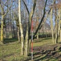 Platanus x Hispanica - 3