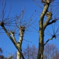Platanus x Hispanica - 4