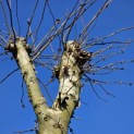 Platanus x Hispanica - 5