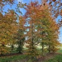 Fagus sylvatica 'Atropunicea' - 1