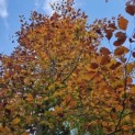Fagus sylvatica 'Atropunicea' - 2