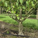 Cornus controversa - 4
